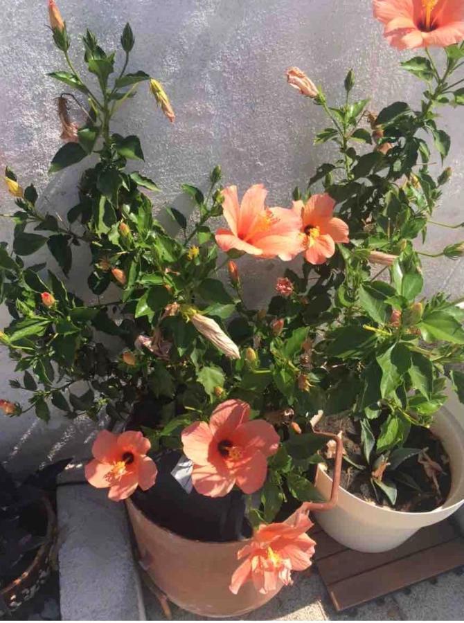 Apartment Silvana II Σίμπενικ Εξωτερικό φωτογραφία