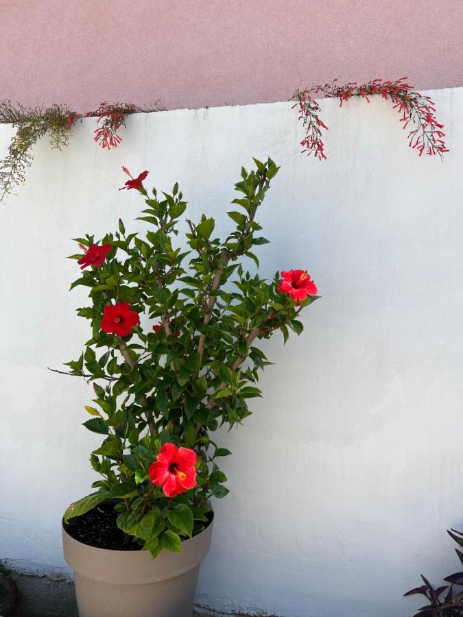 Apartment Silvana II Σίμπενικ Εξωτερικό φωτογραφία